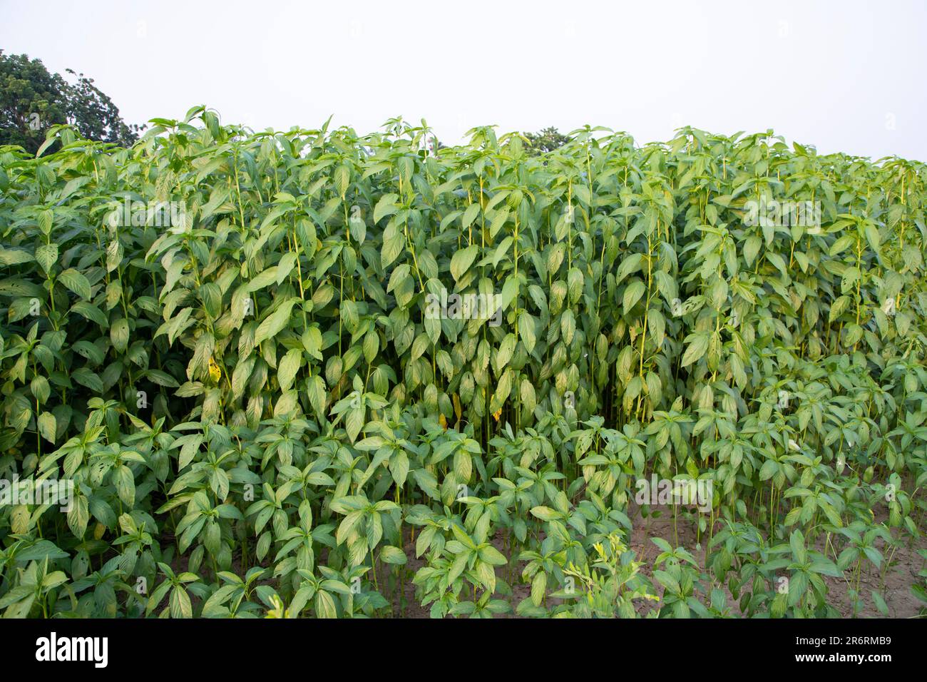 Jute plants growing in a field in the countryside of Bangladesh Stock
