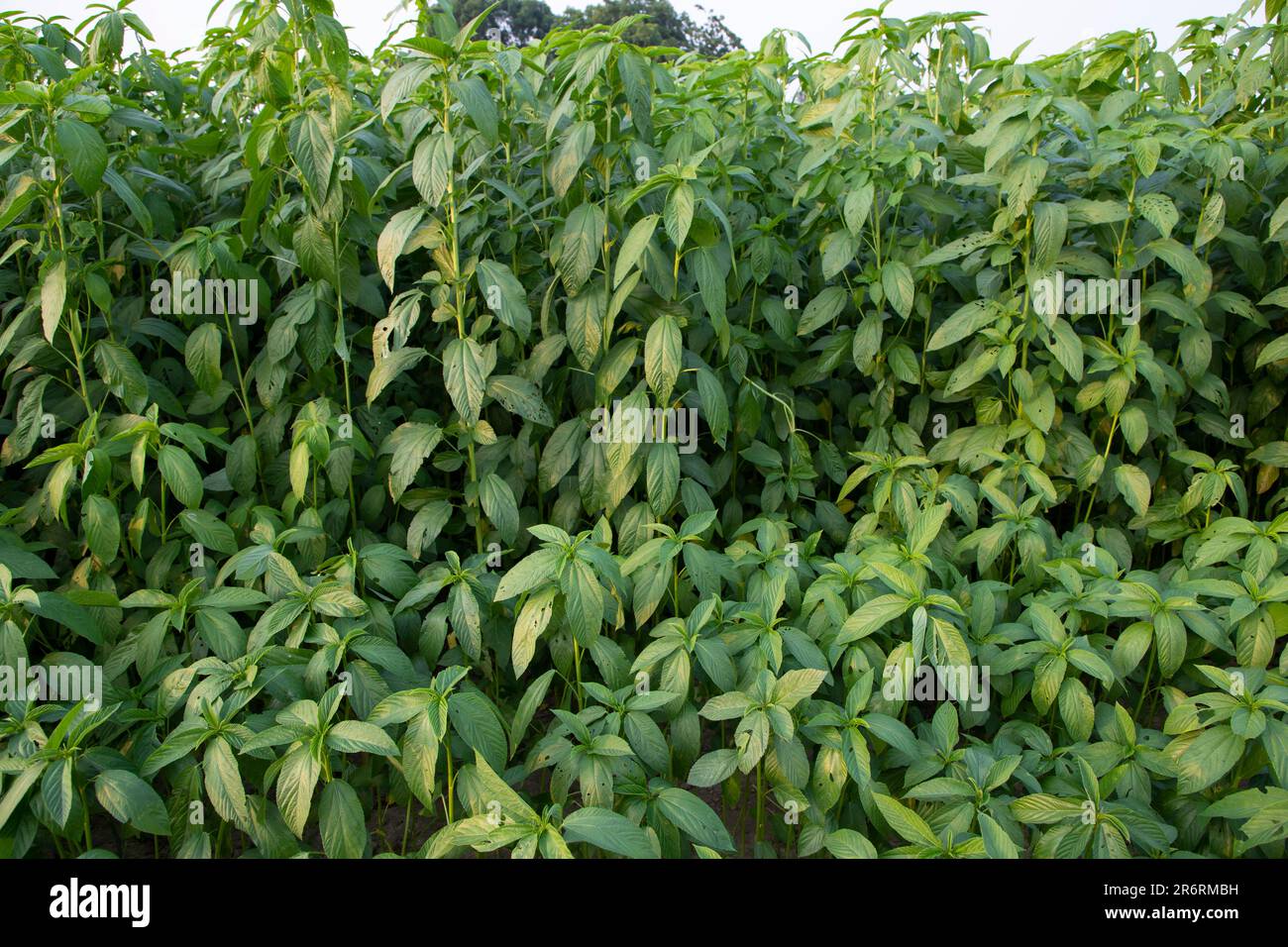 Jute plants hi-res stock photography and images - Alamy