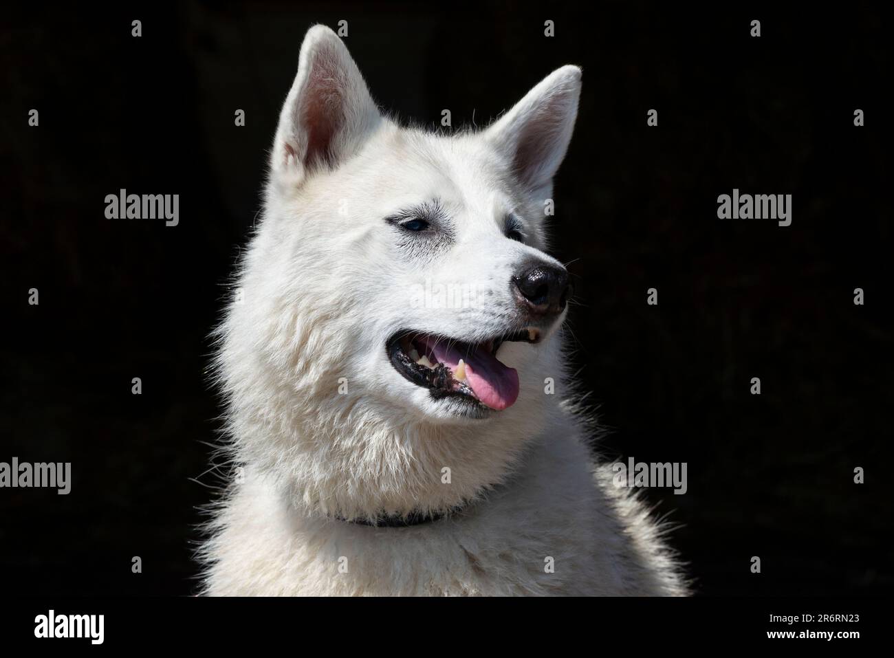 Close up of a white pet husky dog outdoors in summer sunshine Stock Photo