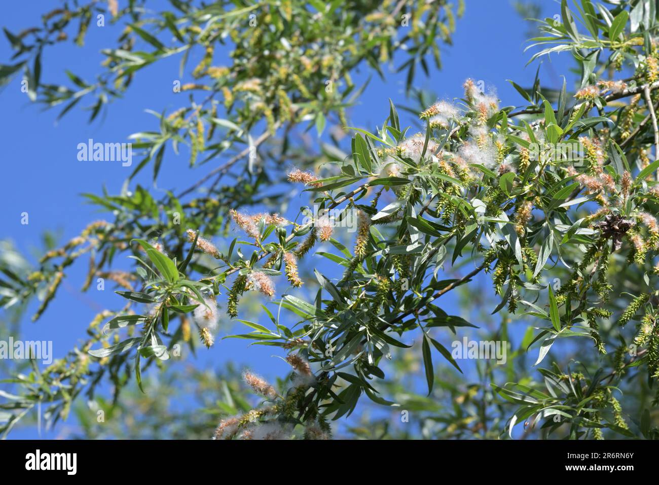 White Willow (Salix alba) in midsummer with ripe seeds embedded in silky wooly hairs, which aids the flight and dispersal in the wind, blue sky, selec Stock Photo