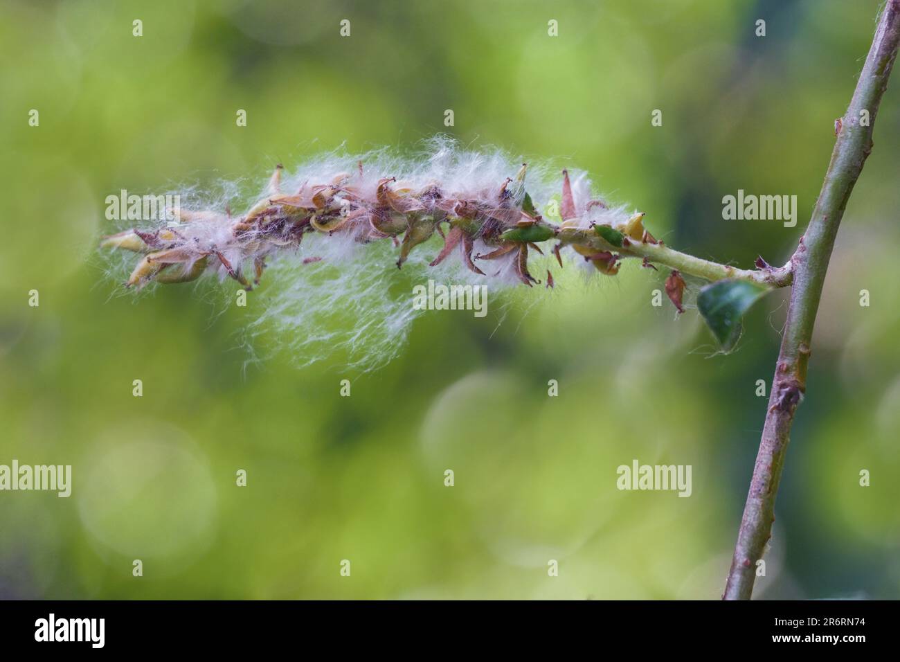Ripe seeds of a white willow tree (Salix alba), silky wooly hairs aids the flight and dispersal in the wind, green background, copy space, selected fo Stock Photo