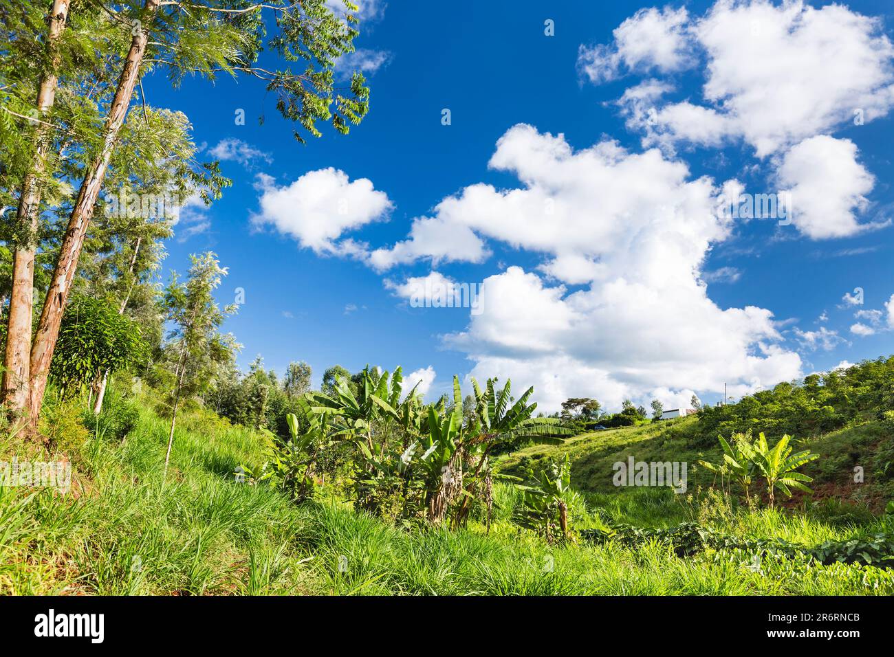 Banana trees in the highland valleys of Kiambu County north of Nairobi in Kenya. Stock Photo