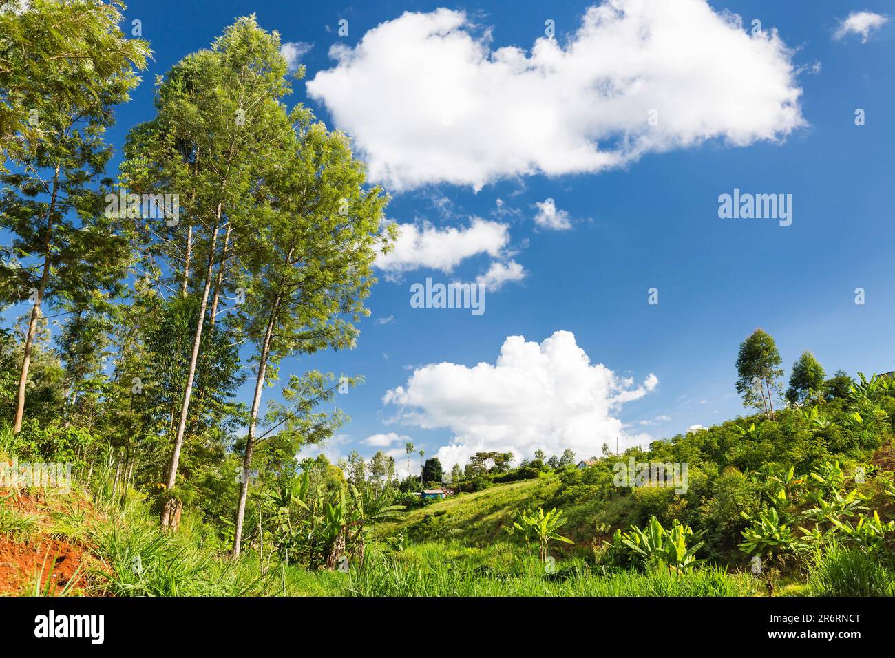One of the typcal valleys in the highlands of Kiambu County north of Nairobi in Kenya used for agriculture by the local farmers. Stock Photo