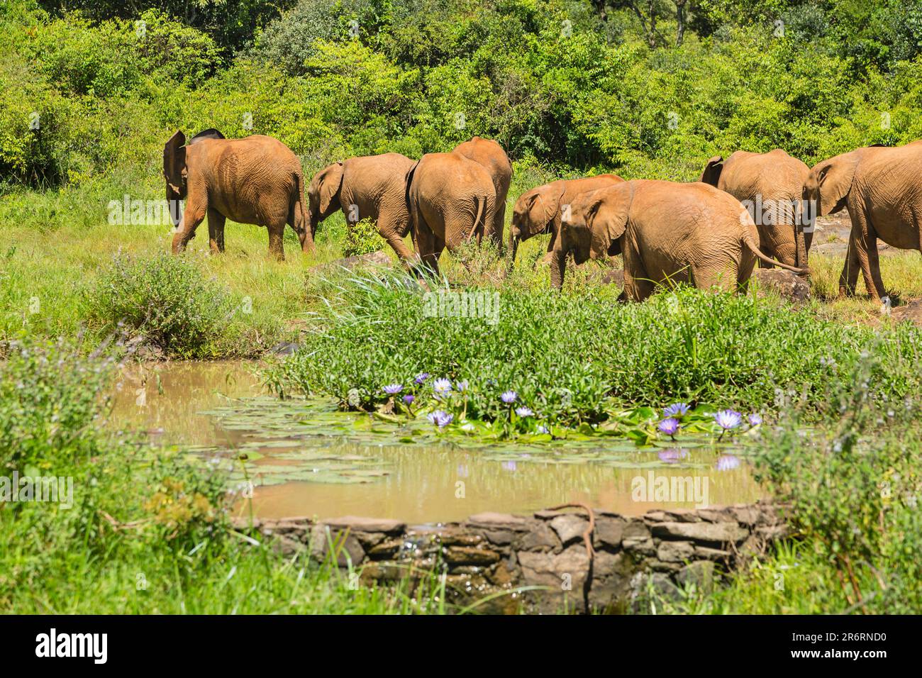 Baby elephants behind a small pond in the elephant orphange of Nairobi National Park, Kenya. Stock Photo