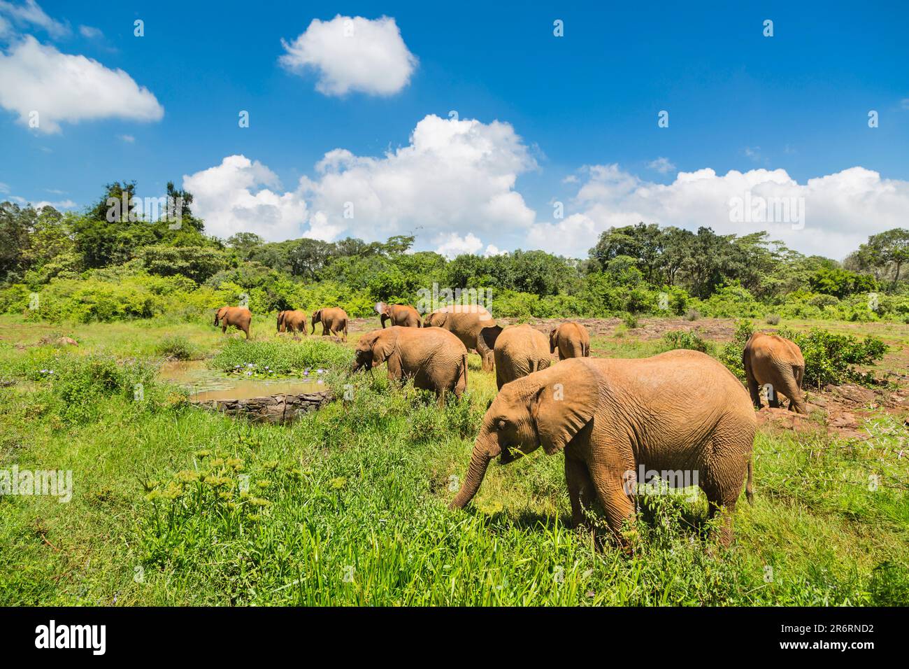 Baby elephants in the elephant orphange of Nairobi National Park, Kenya. Stock Photo