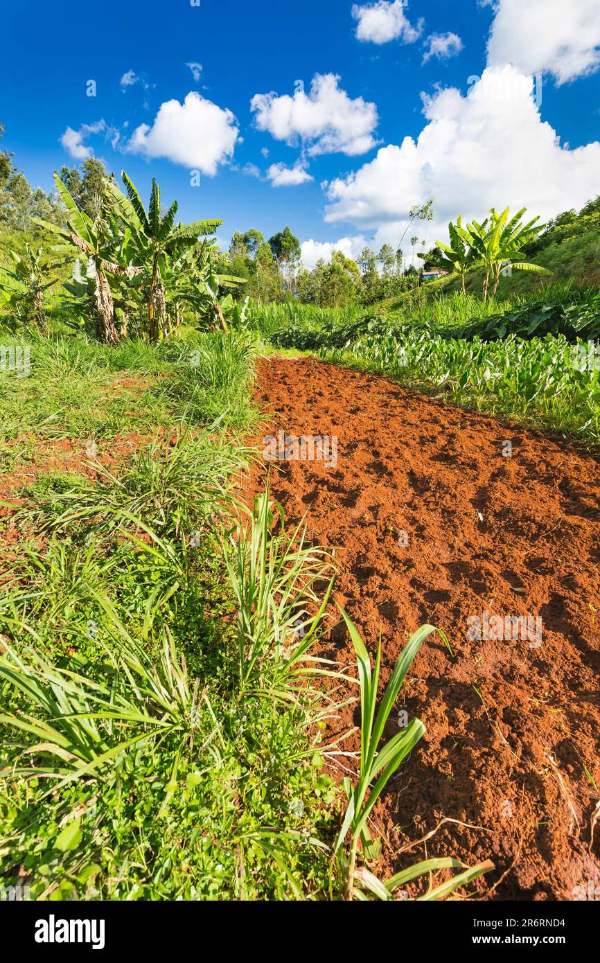 Farm landscape on red soil in the highland valleys of Kiambu County north of Nairobi in Kenya. Stock Photo
