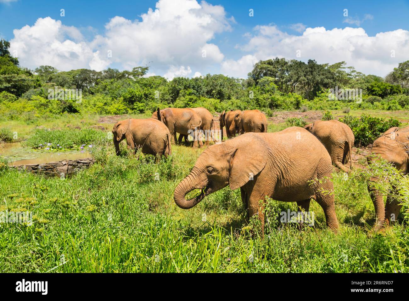 Lots of small elephants after feeding time in the orphanage of Nairobi National Park, Kenya. Stock Photo