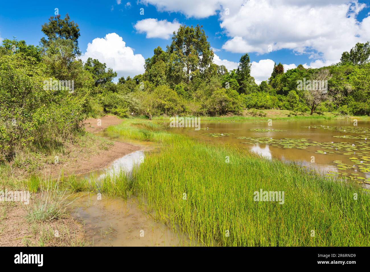 The beautiful Lily Lake in Karura Forest, Nairobi, Kenya with blue sky. Stock Photo