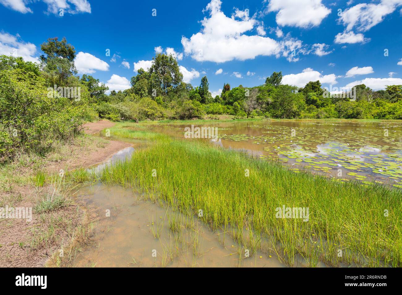 The beautiful Lily Lake in Karura Forest with its many beautiful water lilies, Nairobi, Kenya with blue sky. Stock Photo