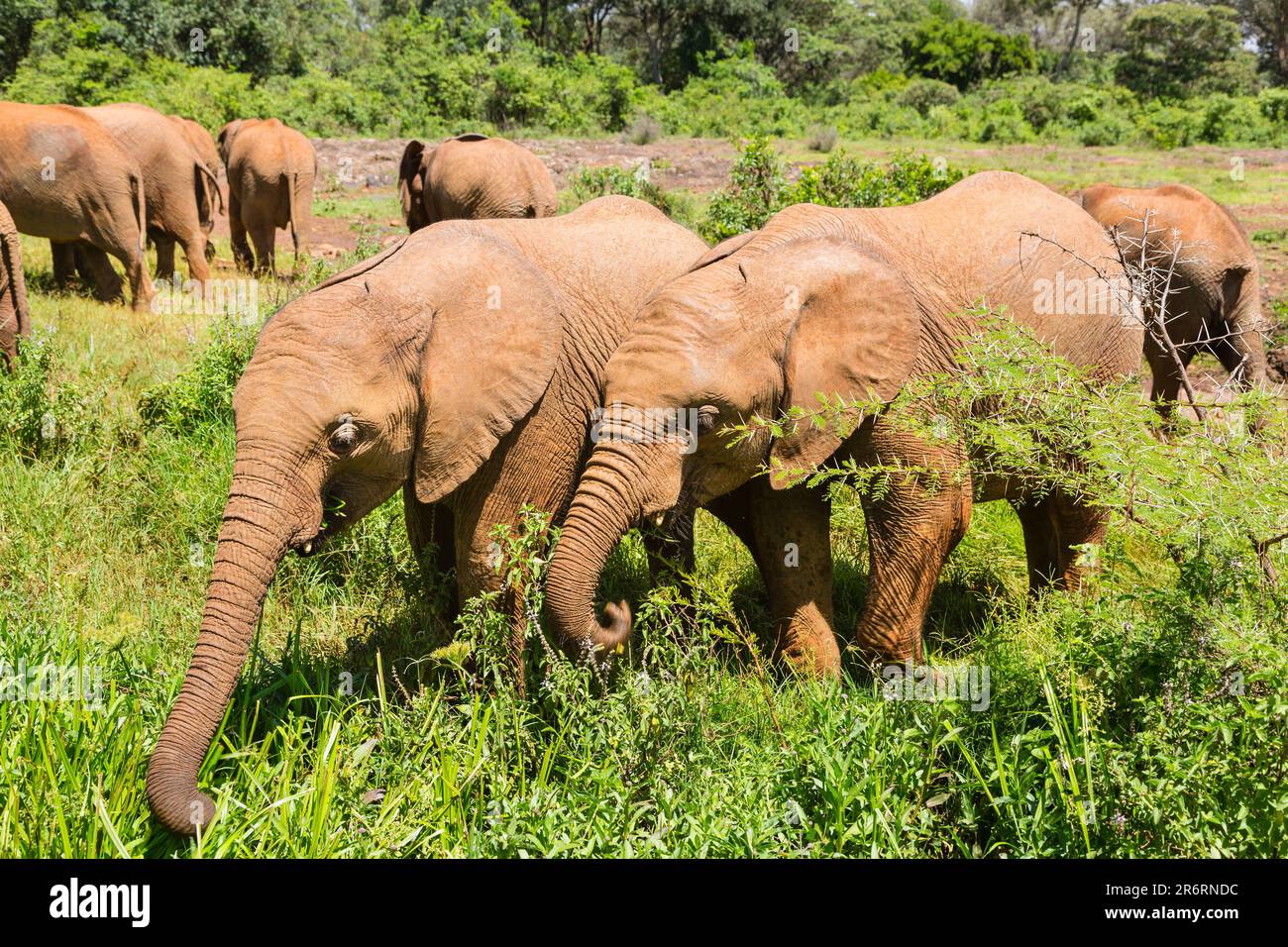 Baby elephants in open landscape in Nairobi National Park, Kenya. Stock Photo