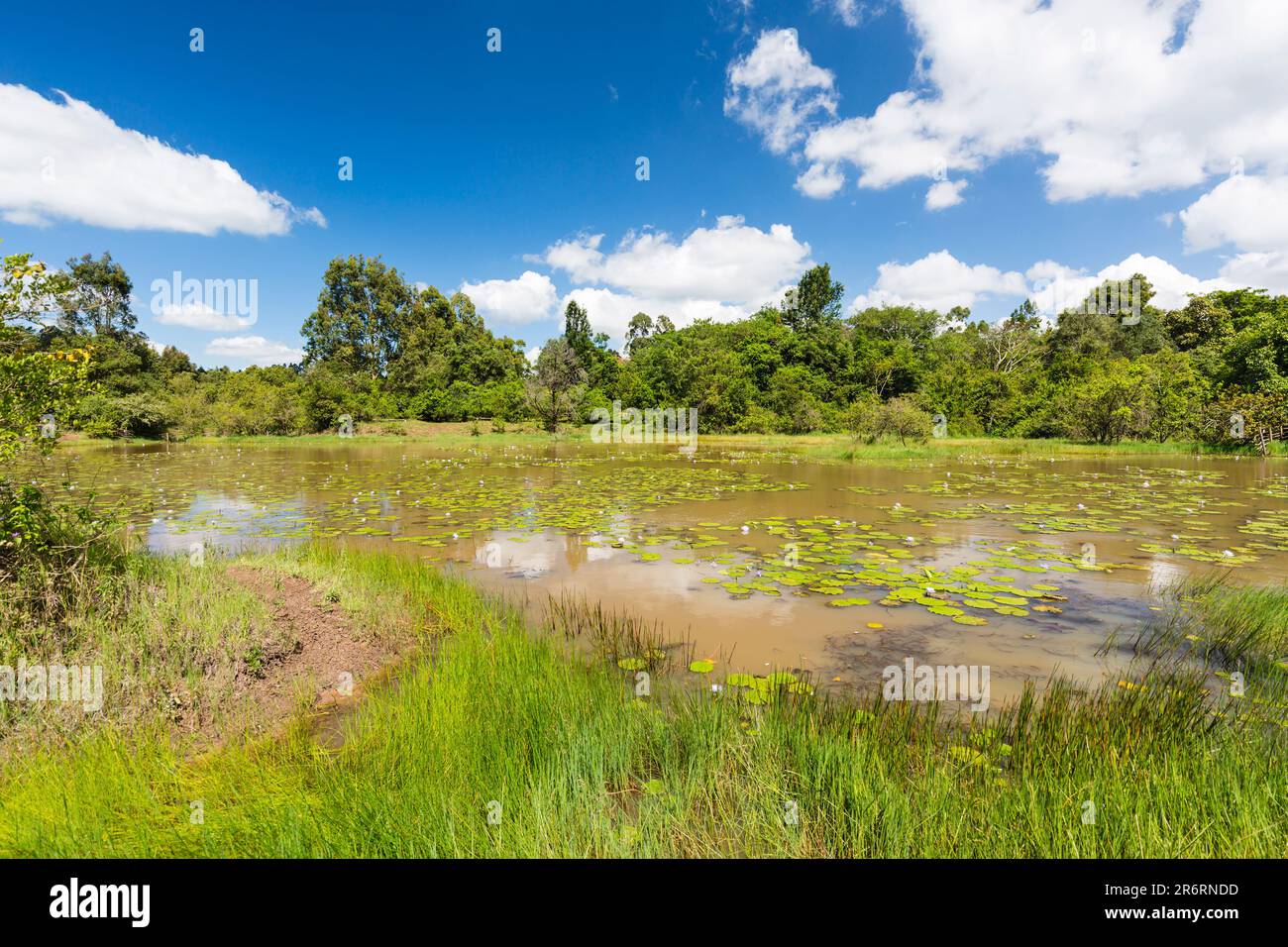 The beautiful Lily Lake in Karura Forest, Nairobi, Kenya with blue sky and fresh grass in the foreground. Stock Photo