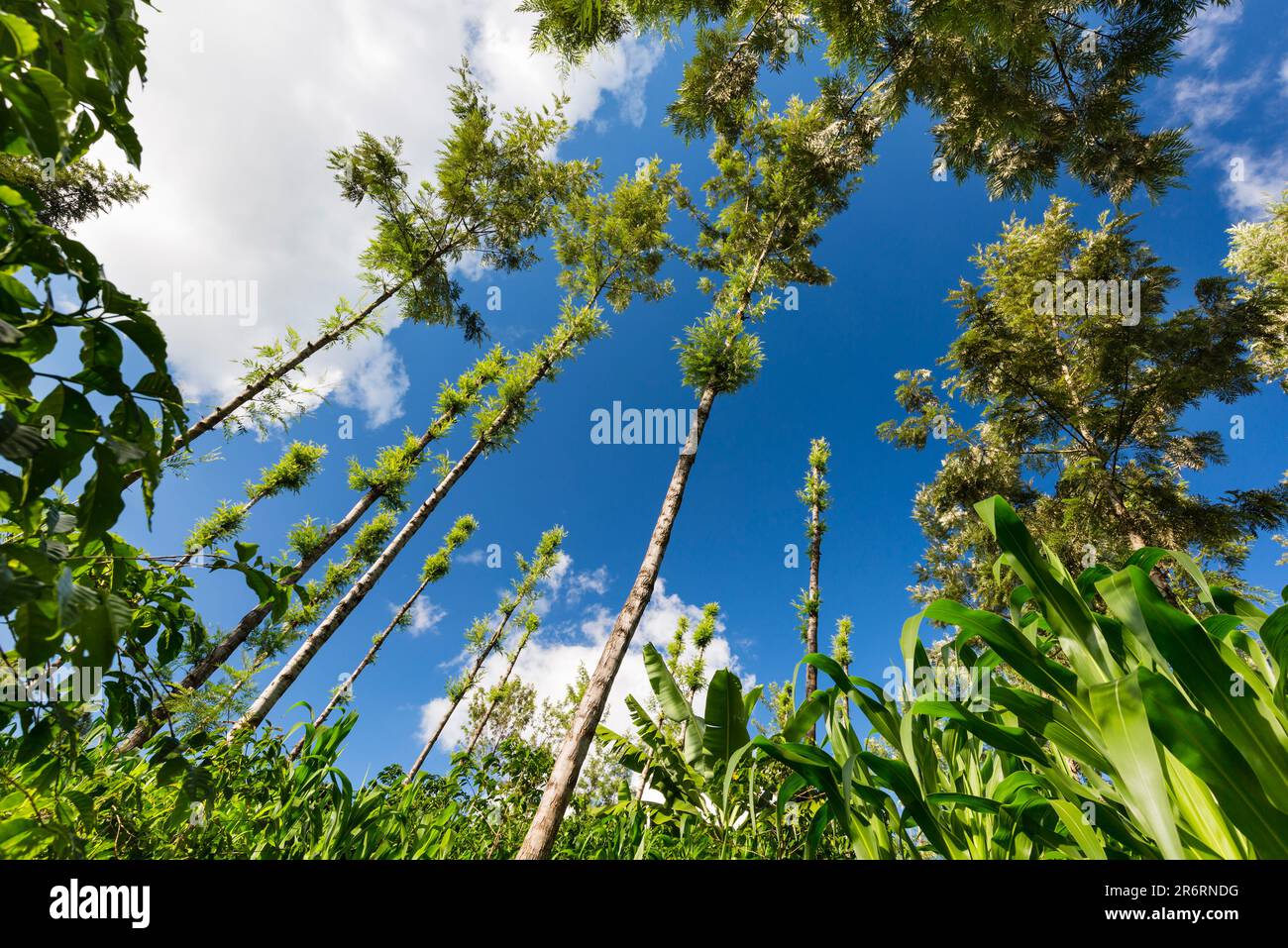 Corn growing between trees in Kiambu County, Kenya. Low angle view. Stock Photo