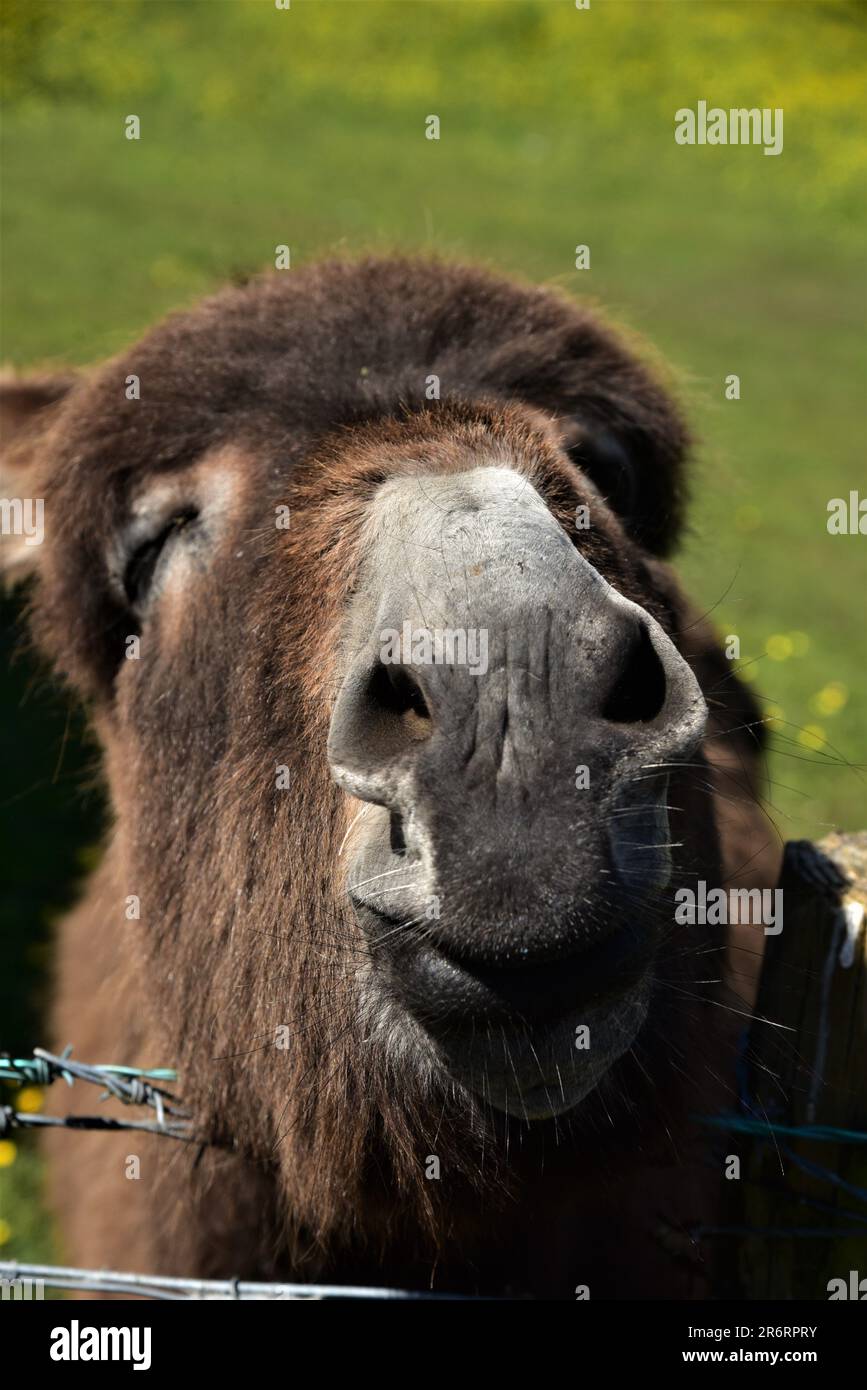 Republic of Ireland feature, pictures show location of the film the Field. KILLARY FJORD, Connemara cottage, donkeys, RIVER OWENRIFF, County Galway Stock Photo