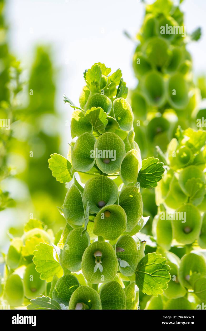 Moluccella laevis or Bells of Ireland or Molucca balmis or shellflower or shell flower. Flowering plant in sunlight. selective focus Stock Photo