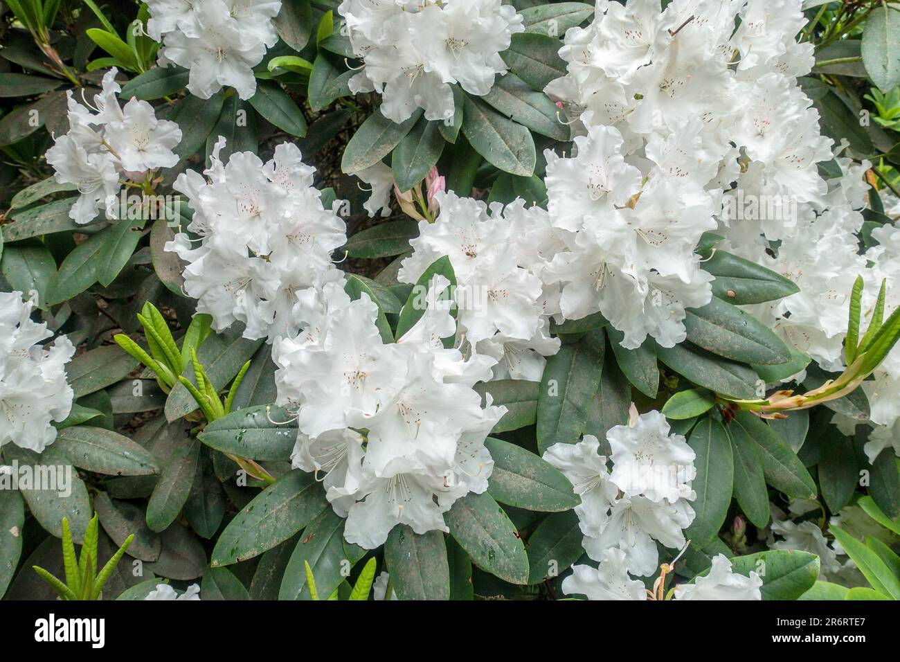 White,Rhododendron,May,Spring Stock Photo