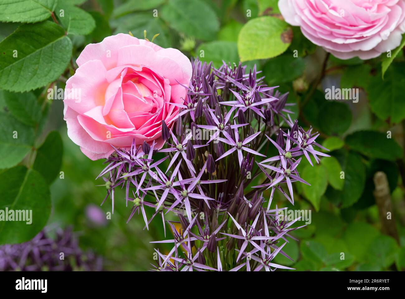 Allium christophii and pink rose in an english garden Stock Photo