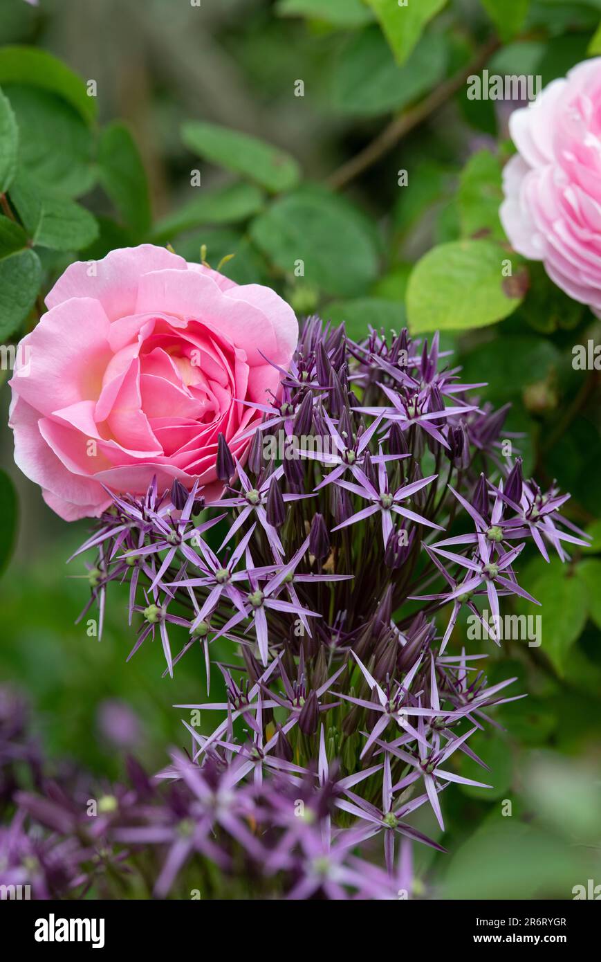 Allium christophii and pink rose in an english garden Stock Photo