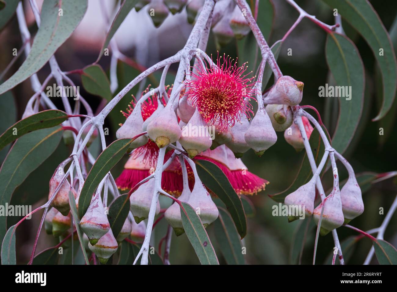 Flowering Mallee Gum Stock Photo