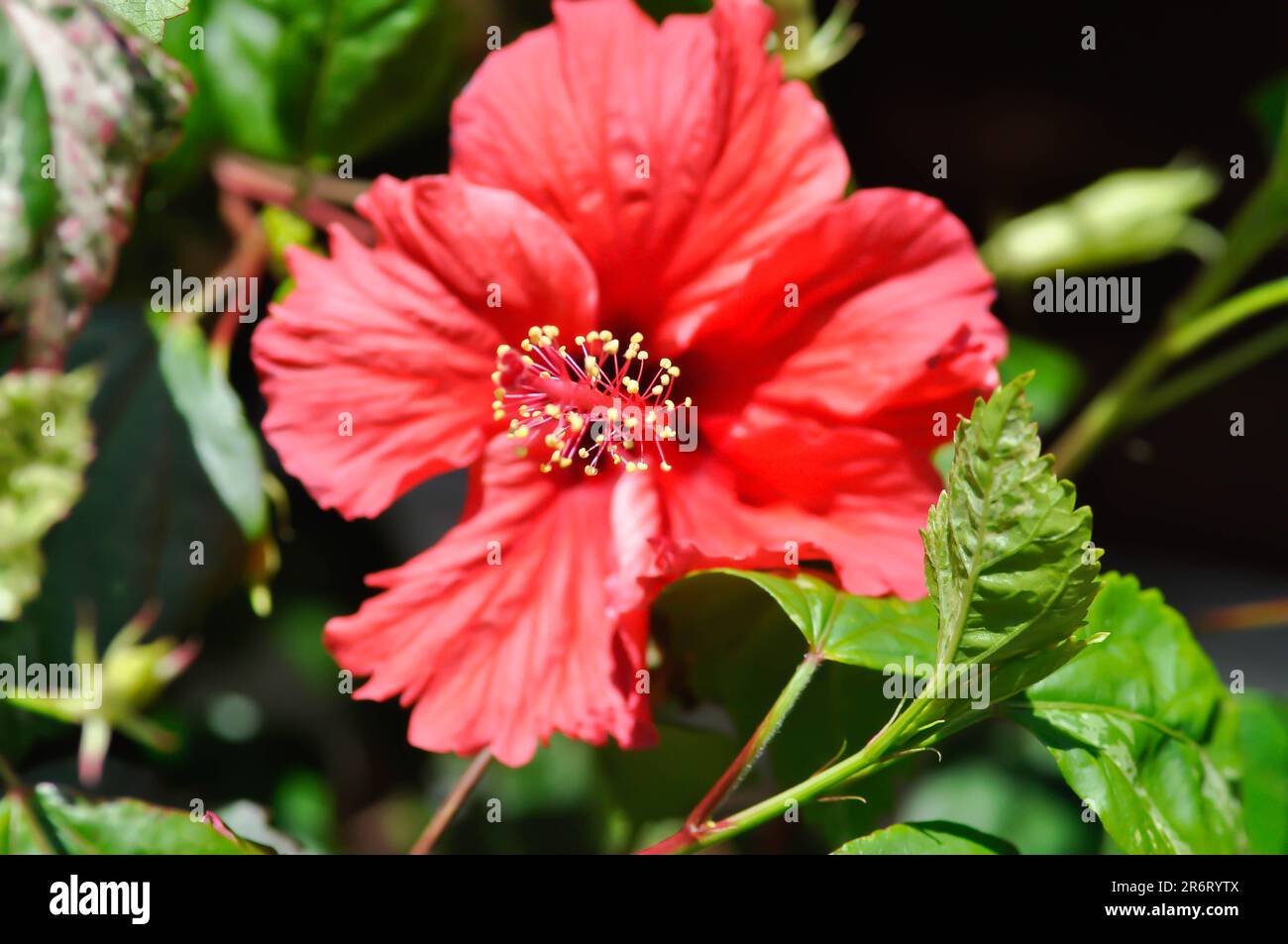 Chinese rose or Hibiscus , Hibiscus Rosa Sinensis Variegataor hibiscus flower or red flower Stock Photo