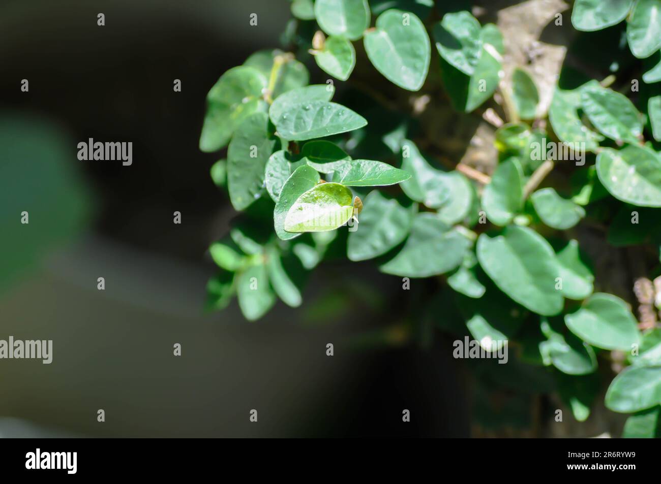 ficus pumila or climbing fig or climbing tree ,Ficus pumila L or Creeping fig tree Stock Photo