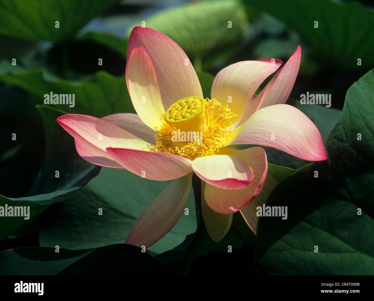 Indian Lotus Flower Stock Photo