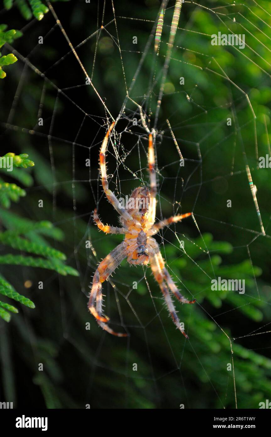 European garden spider (Araneus diadematus) in web, Switzerland Stock ...