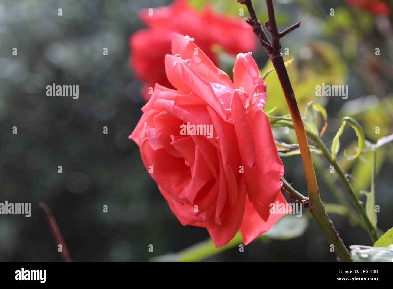 Beuatiful red rose Stock Photo