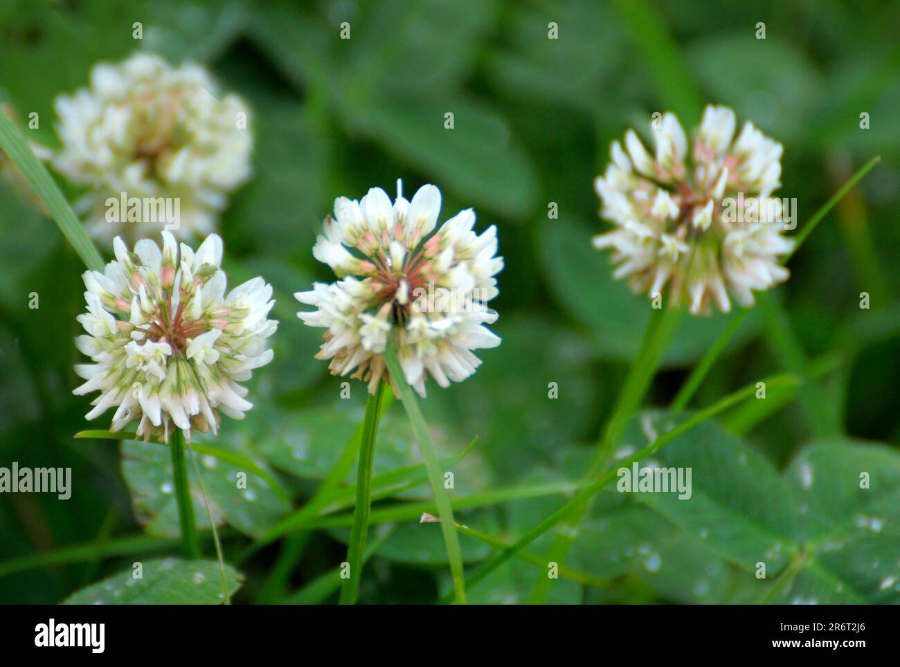 White clover (Trifolium repens) flowering, White clover, white clover ...