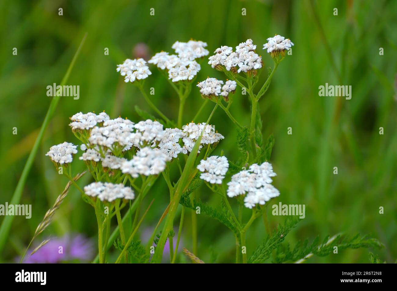 Medicinal plant Yarrow flowering, Common yarrow (Achillea millefolium