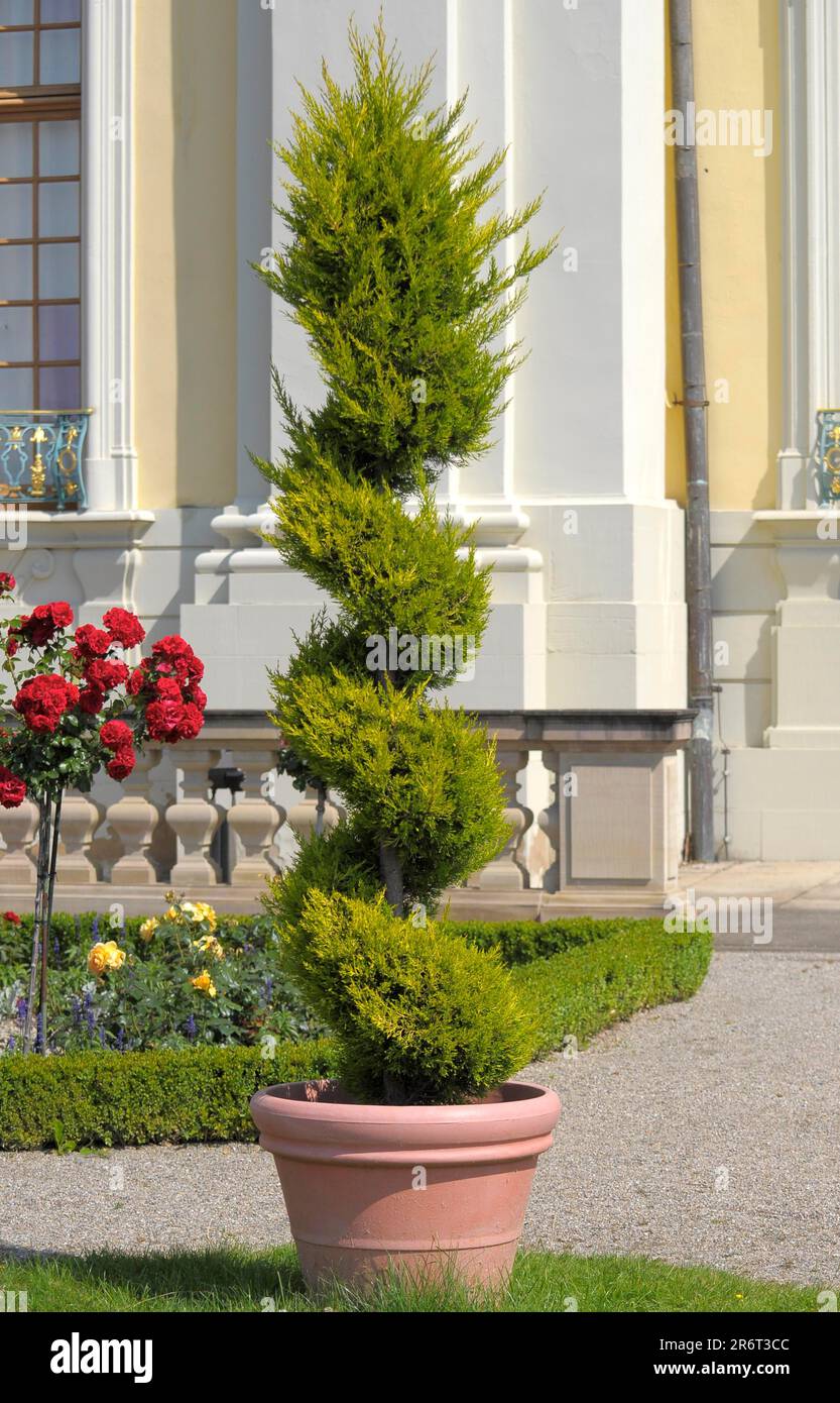 Ludwigsburg: flowering baroque, palace, spindle-shaped topiary on ...