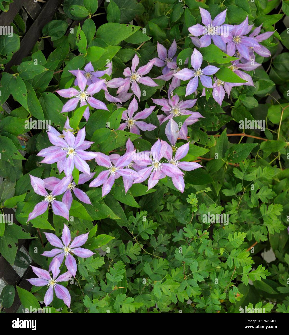 Clematis hybrid flowering Stock Photo