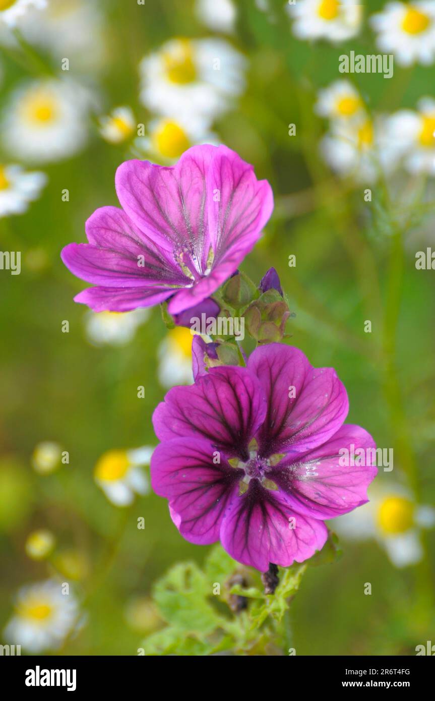 Wild mallow (Malva sylvestris), large cheese poplar Stock Photo Alamy