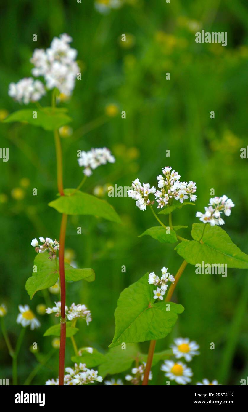 Common buckwheat (Fagopyrum esculentum) flowering Stock Photo Alamy