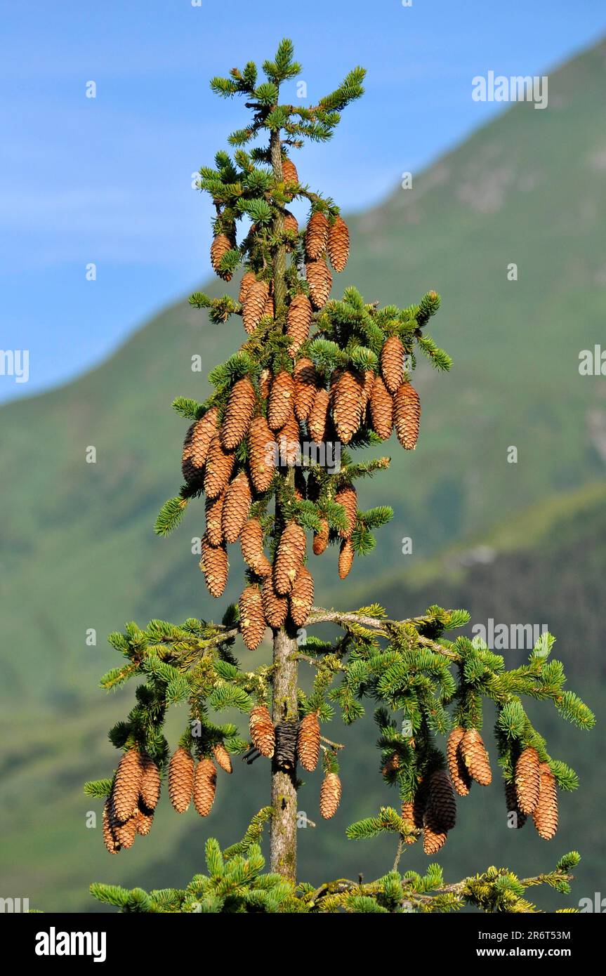Spruce (Picea abies) cones, fir cones, common spruce, red spruce Stock Photo