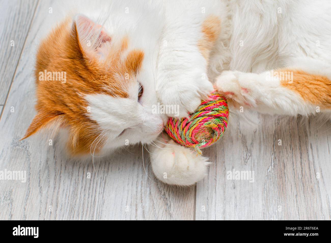 domestic kitten plays with a knitted ball. kitten grabs a ball. cat toy Stock Photo