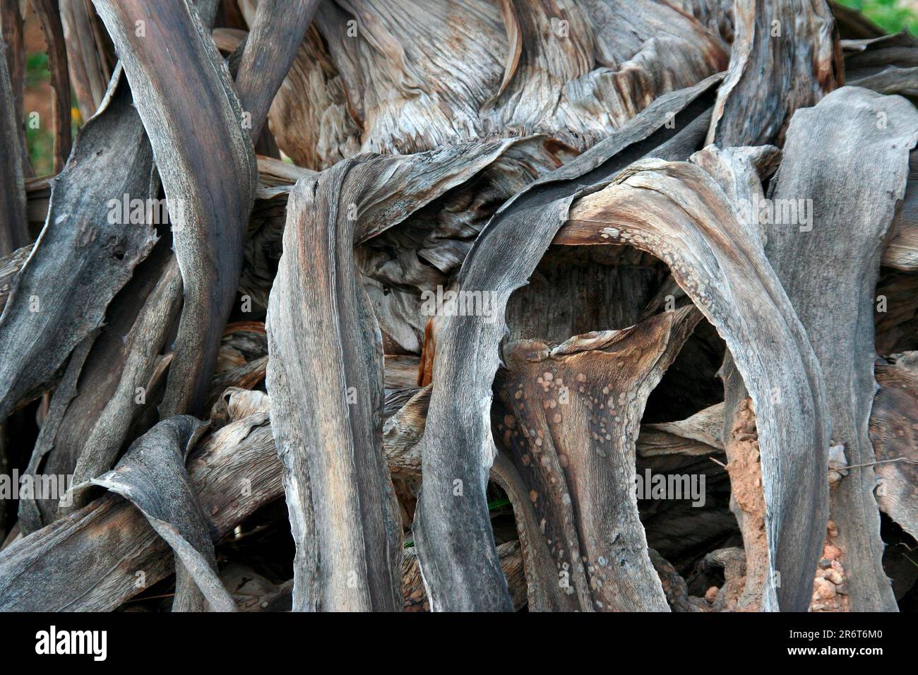 Dried leaves on withered hi-res stock photography and images - Alamy