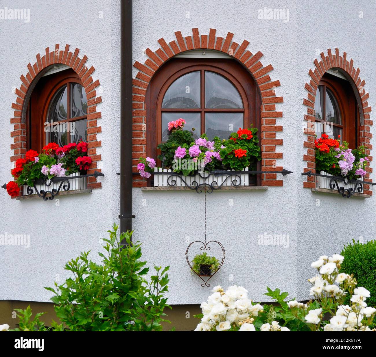 Garden with house, arched window with flowers, geraniums at the window outside, white roses in the garden Stock Photo