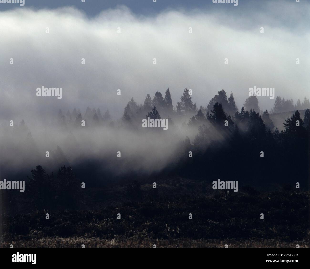 Fog over the forest Stock Photo - Alamy