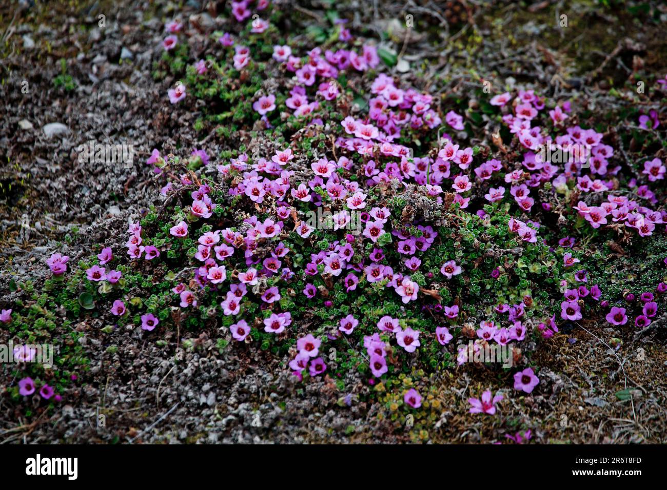 Stemless Glueweed Stock Photo