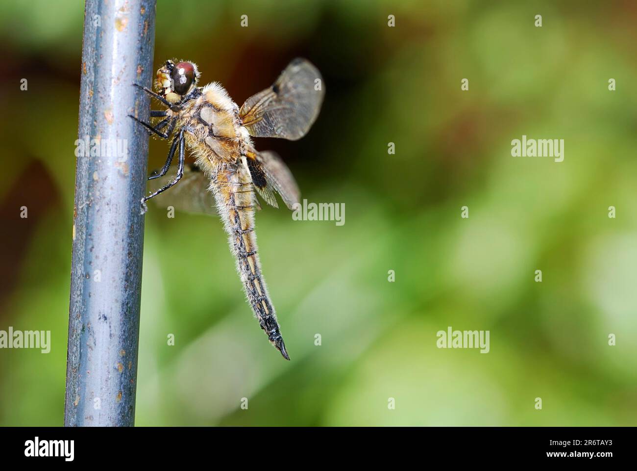 Insect macro of a dragonfly Stock Photo
