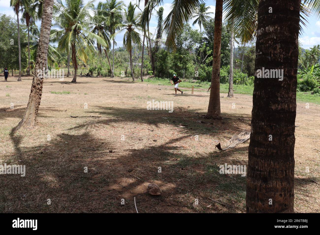 A walk in a coconut estate Stock Photo