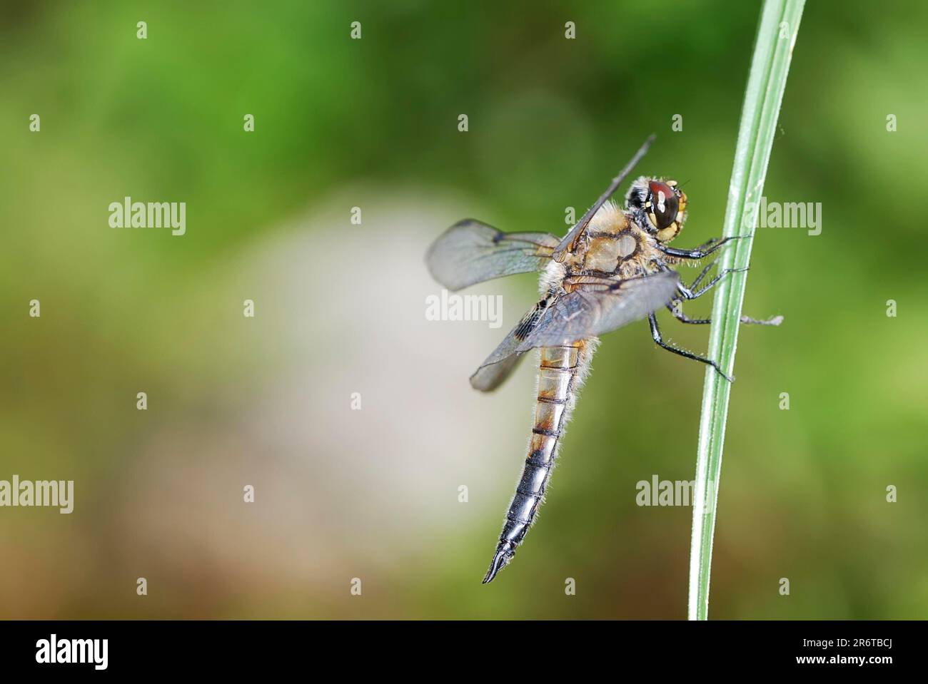 Insect macro of a dragonfly Stock Photo - Alamy