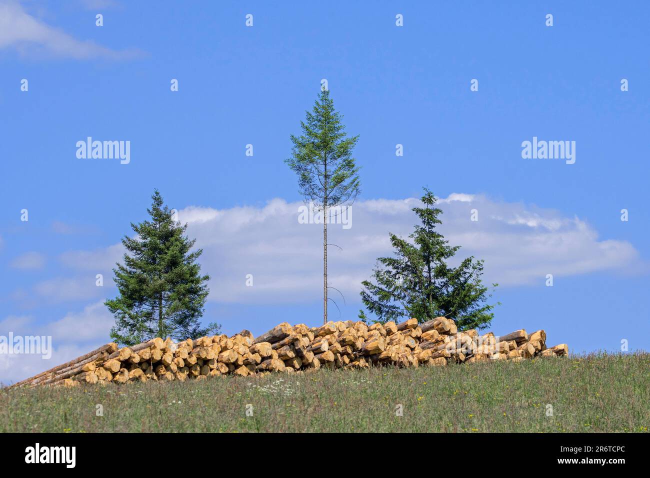 Deforestation showing huge wood pile of tree trunks in coniferous clearcut forest with a few remaining pine trees, Vlessart, Belgian Ardennes, Belgium Stock Photo
