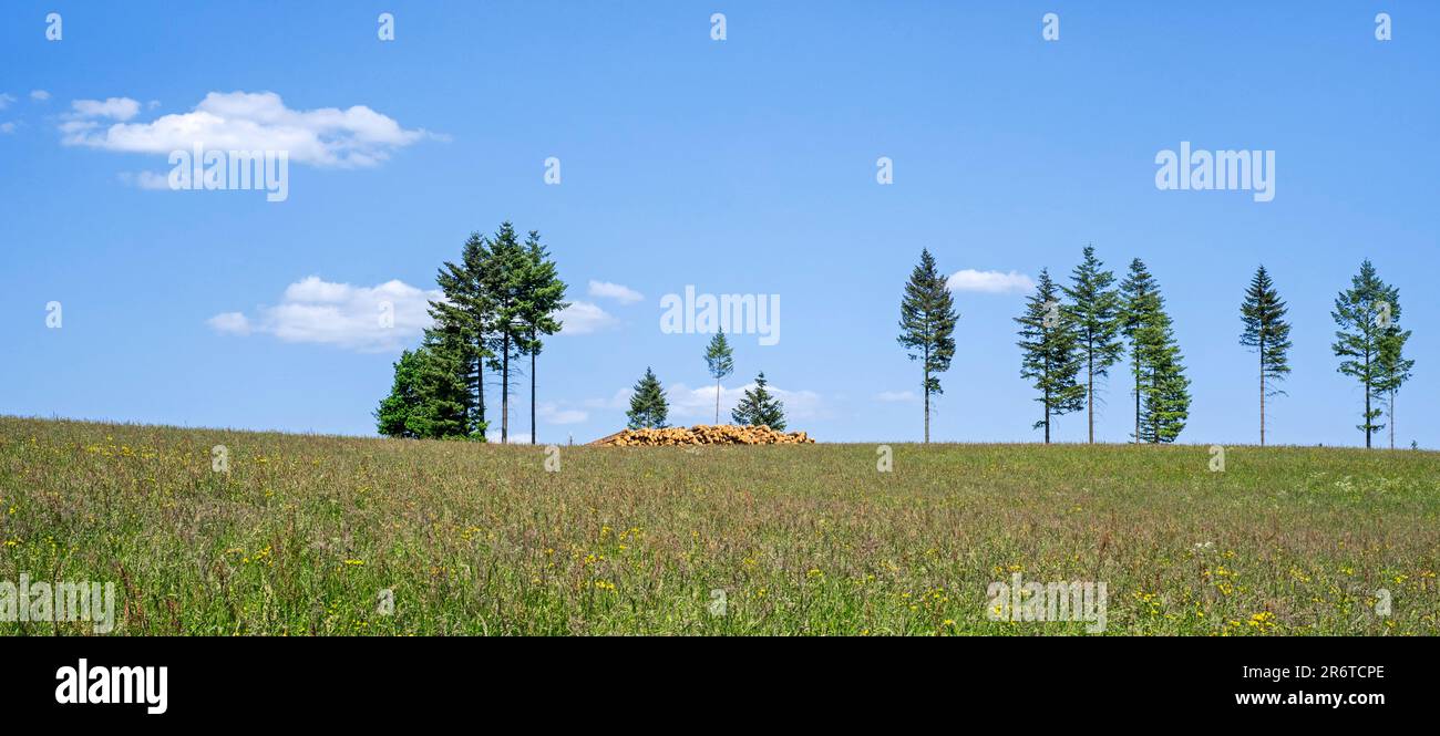 Deforestation showing huge wood pile of tree trunks in coniferous clearcut forest with a few remaining pine trees, Vlessart, Belgian Ardennes, Belgium Stock Photo