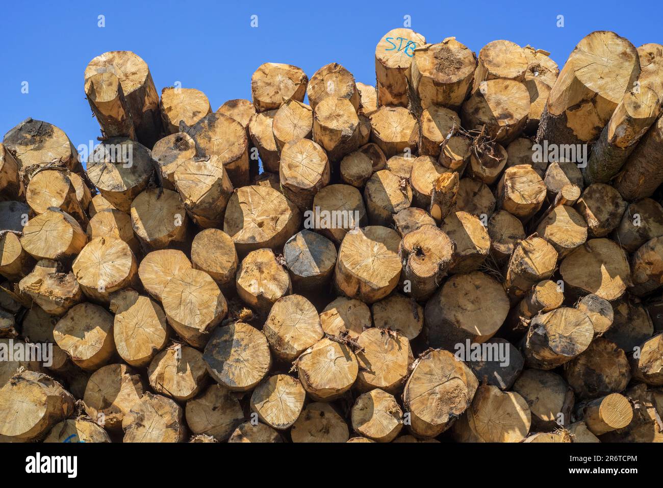 Deforestation by logging industry showing huge wood pile of tree trunks / logs in coniferous clearcut forest, Vlessart, Belgian Ardennes, Belgium Stock Photo