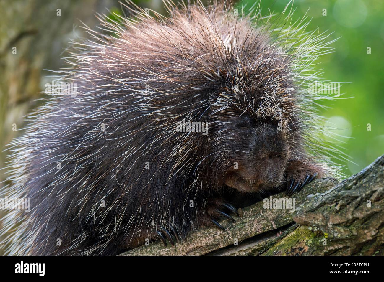 North American porcupine / Canadian porcupine (Erethizon dorsatum) resting in tree, native to North America Stock Photo
