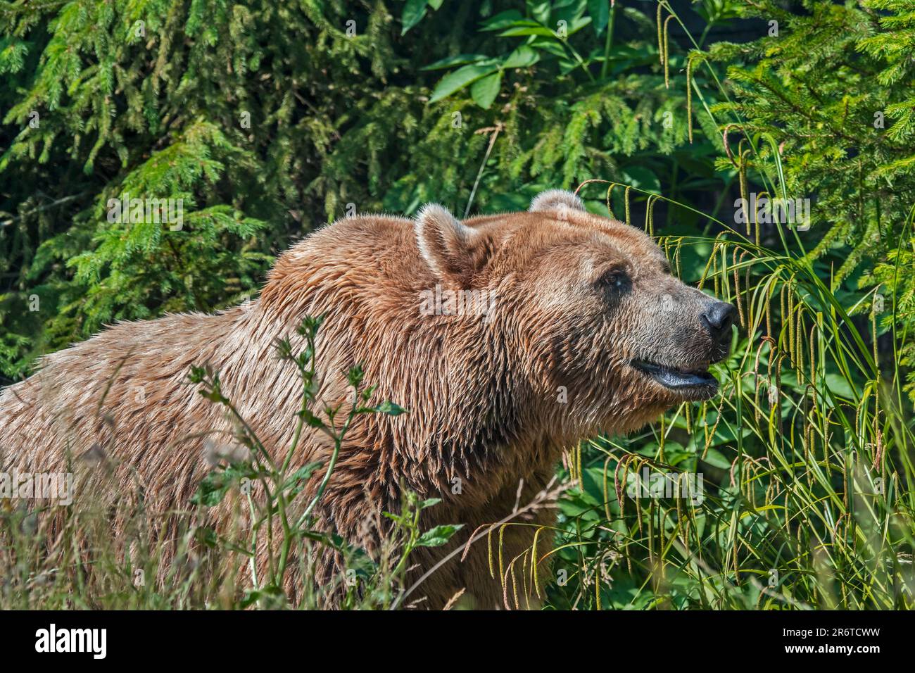 European brown bear (Ursus arctos) foraging in grassland along coniferous forest edge in summer Stock Photo