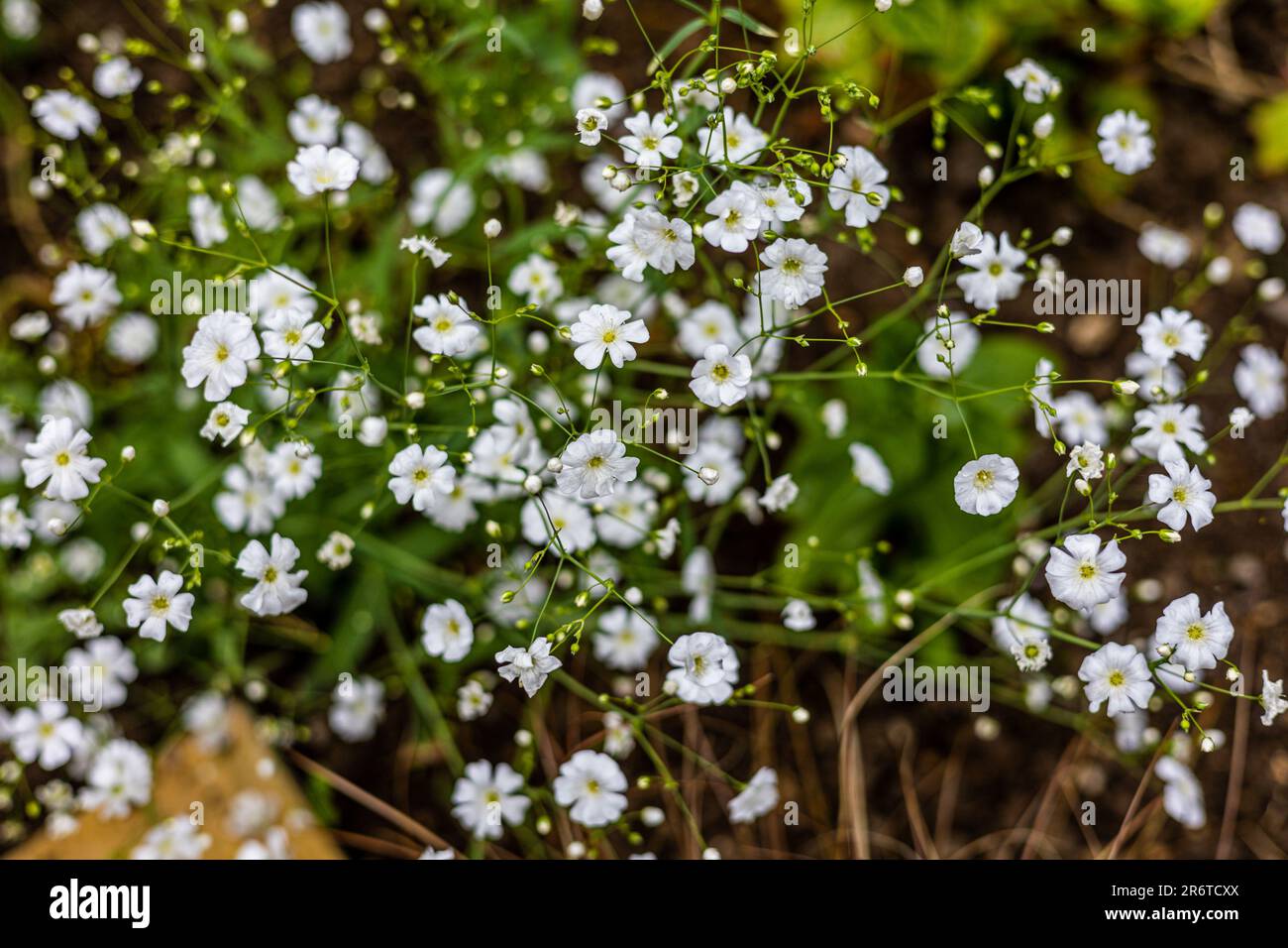Gypsophilo elegans 'Covent garden' in full bloom, springtime, UK Stock Photo