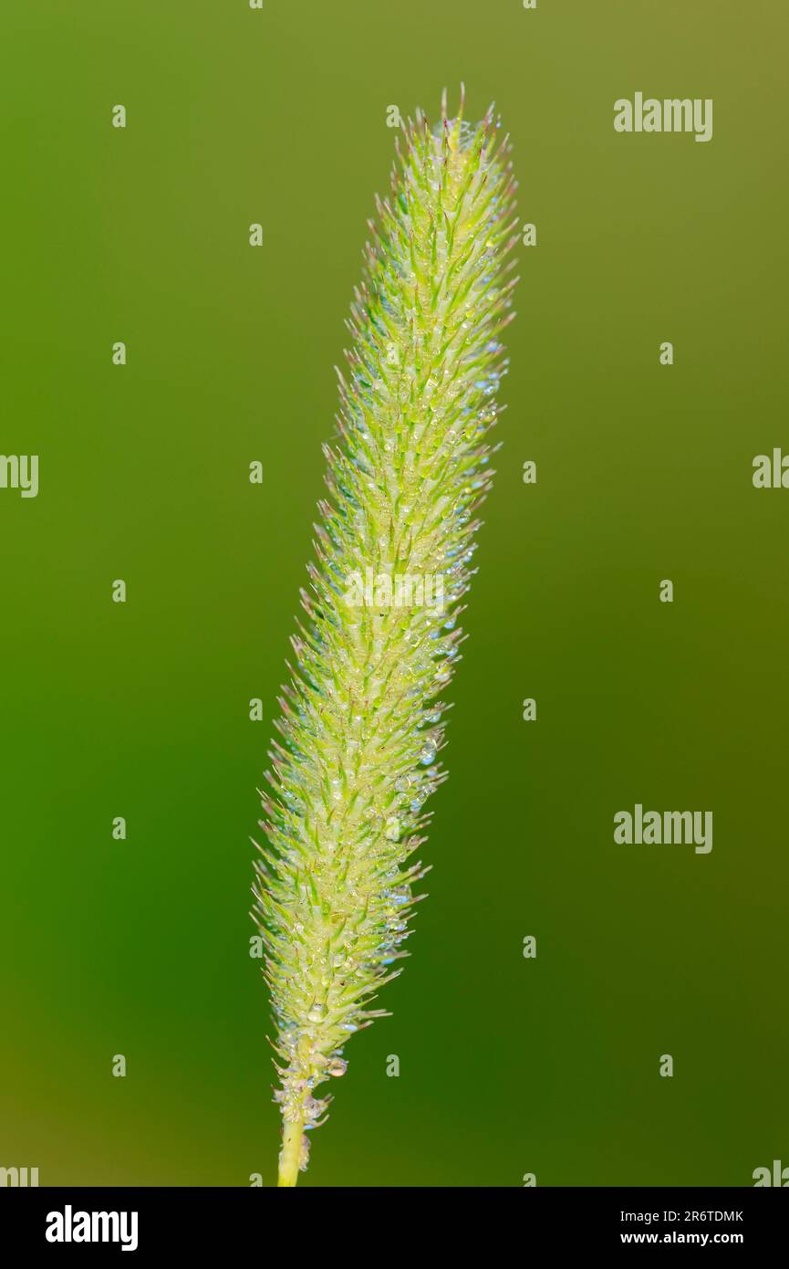 Timothy Grass (Phleum pratense), North Rhine-Westphalia, Germany Stock Photo
