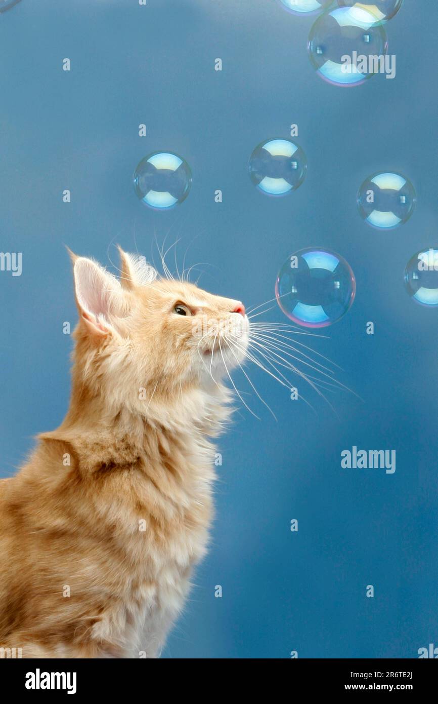 Catalyst bubble hires stock photography and images Alamy